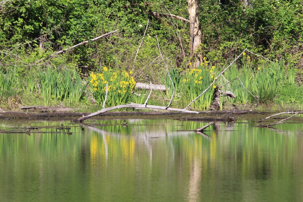 Smith and Bybee Wetlands Natural Area | 5300 N Marine Dr, Portland, OR 97203, USA | Phone: (503) 797-1545