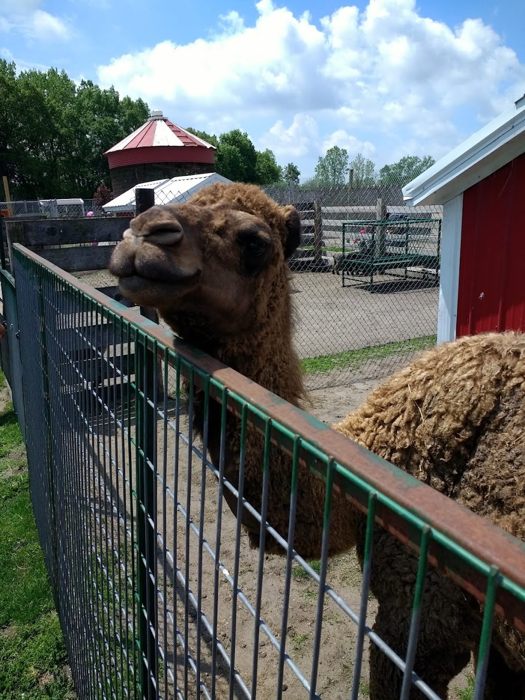 Dutch Creek Farm Animal Park | 6255 N 1000 W, Shipshewana, IN 46565, USA | Phone: (260) 768-4416
