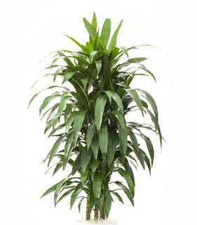 Hawaiian Tropical Plant Sales | 2211 N Beckley Ave, Dallas, TX 75208, USA | Phone: (972) 243-0181