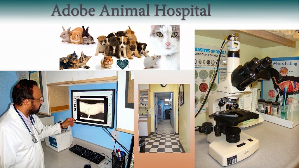 Adobe Animal Hospital | 6331 Haven Ave #4, Rancho Cucamonga, CA 91737, USA | Phone: (909) 483-3535