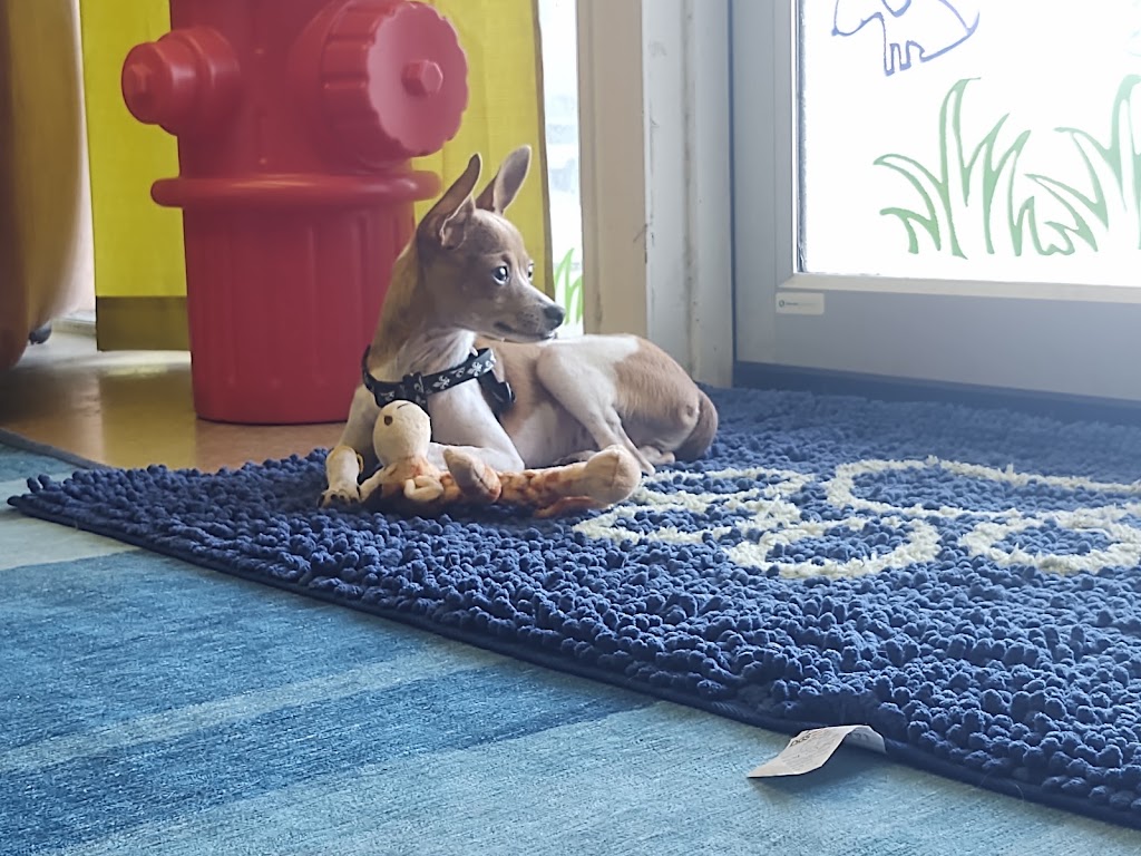 Fur-Ever Friends Animal Hospital / Canine Castaways | 1432 Wayne Rd, Arcadia, FL 34266, USA | Phone: (863) 458-7686