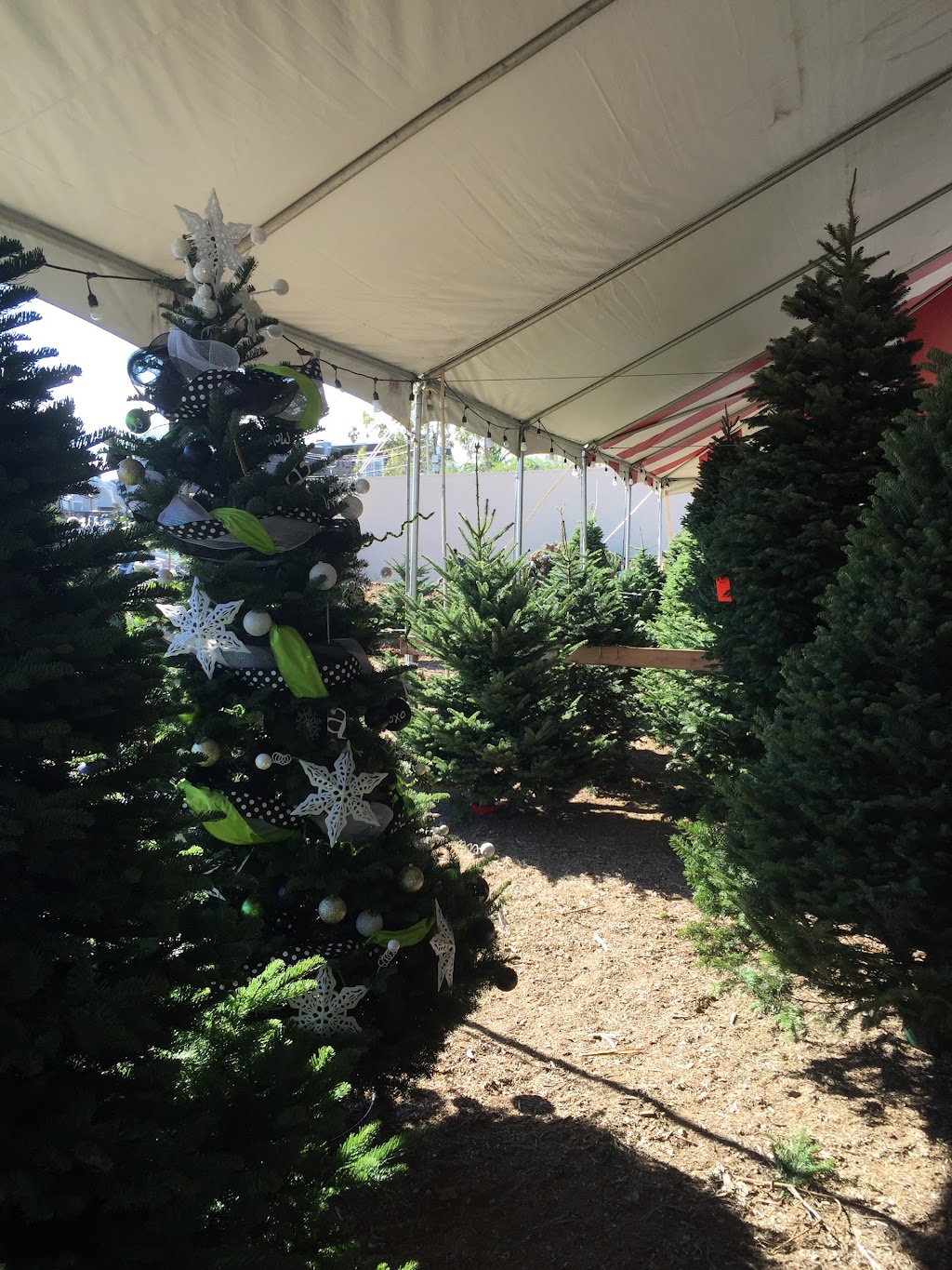 Blakes Christmas Tree Lot | 34111 CA-1, Dana Point, CA 92629, USA | Phone: (949) 806-9498