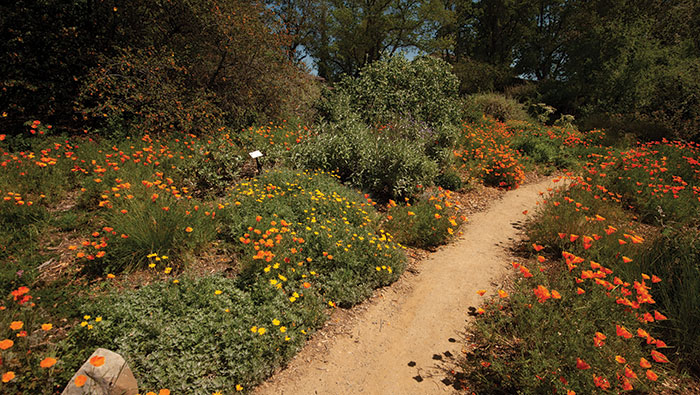 Mary Wattis Brown Garden of California Native Plants | Davis, CA 95616, USA | Phone: (530) 752-4880