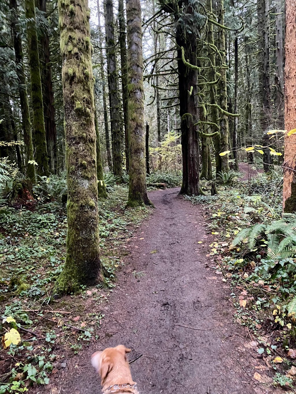 Whipple Creek Regional Park | 17202 NW 21st Ave, Ridgefield, WA 98642, USA | Phone: (360) 397-2285