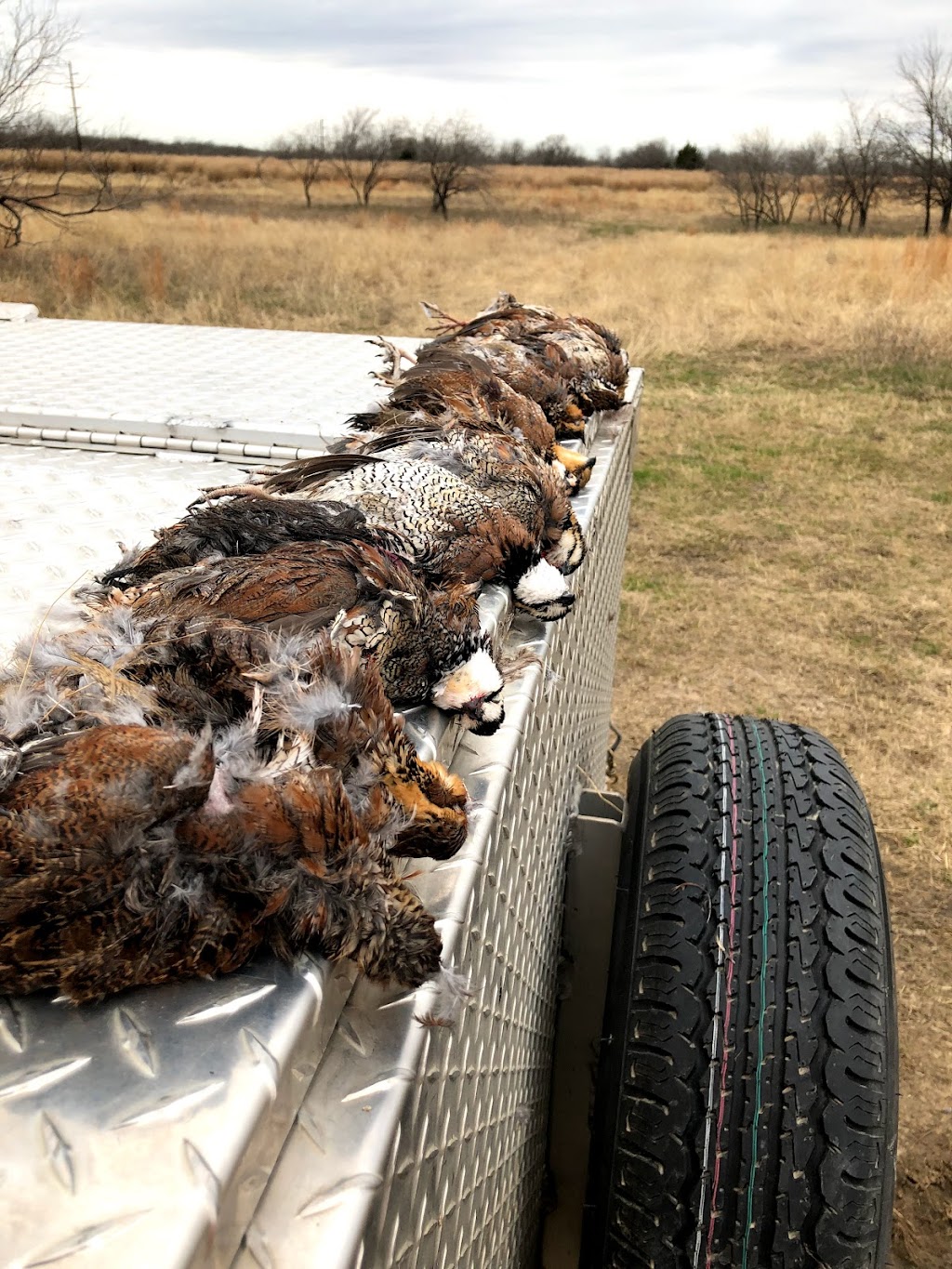 Upland Bird Hunting | Corsicana, TX 75109, USA | Phone: (903) 641-7196