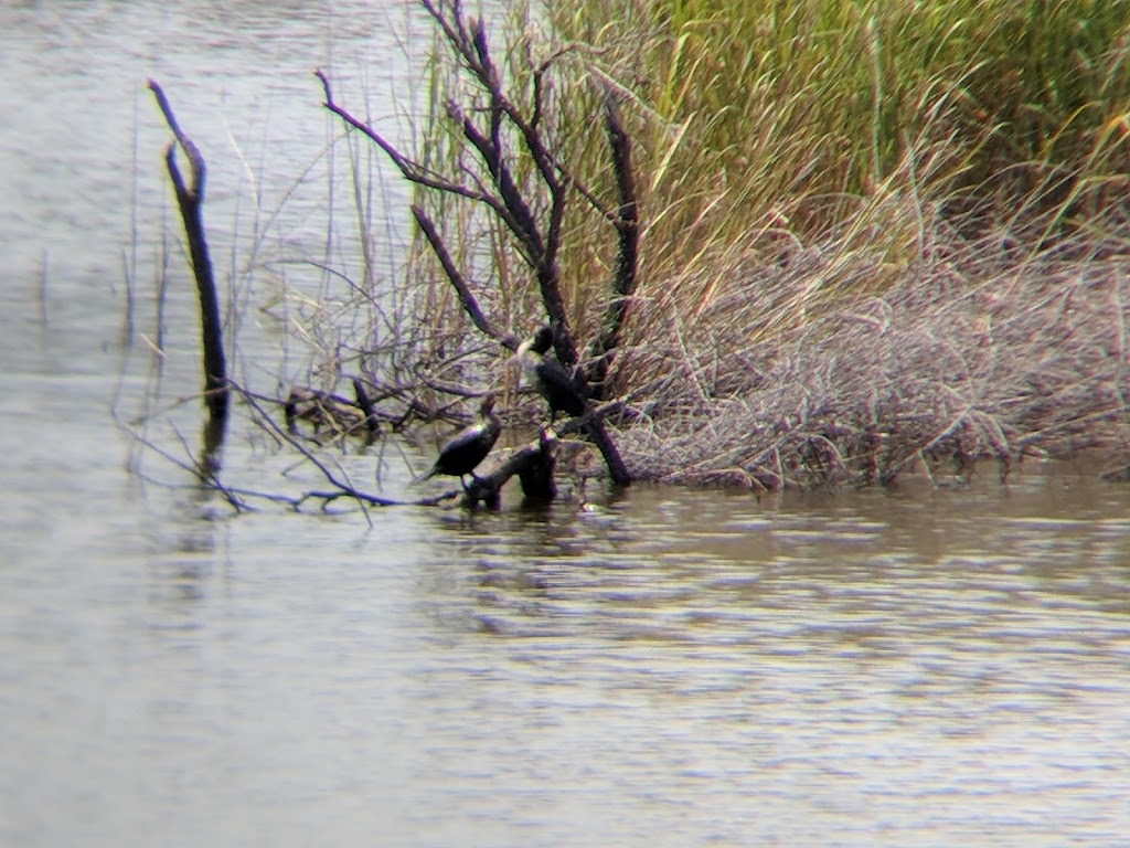 Hog Island Wildlife Management Area | Surry, VA 23883, USA | Phone: (804) 367-1000