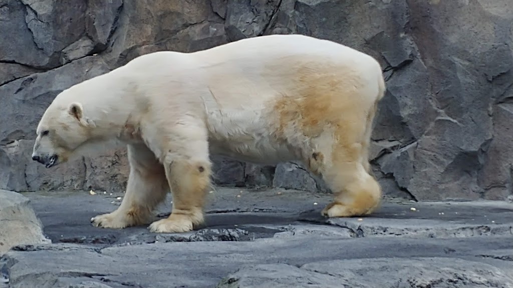 Polar Bear Exhibit | 4731 OMalley Rd, Anchorage, AK 99507, USA | Phone: (907) 346-2133