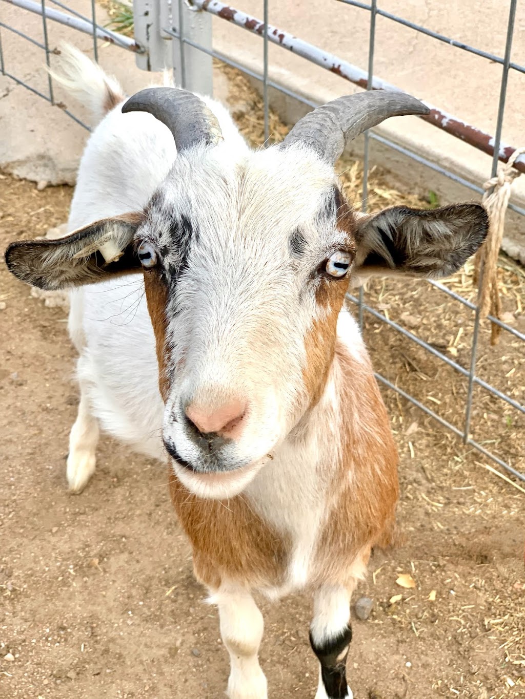 Shepperly Farm and Petting Zoo | 3240 Grandview Ave, Cañon City, CO 81212, USA | Phone: (719) 220-0258