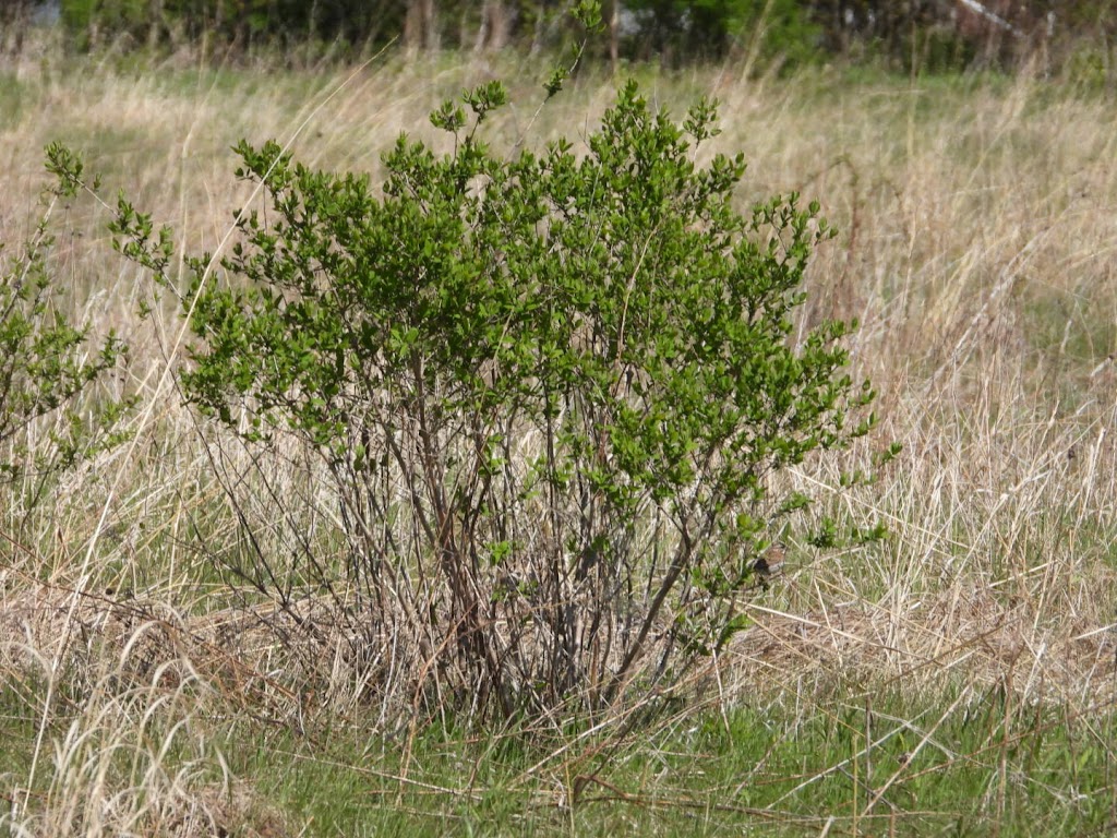 Hook Lake Wildlife Area | 4564 Rutland Dunn Town Line Rd, Oregon, WI 53575, USA | Phone: (888) 936-7463