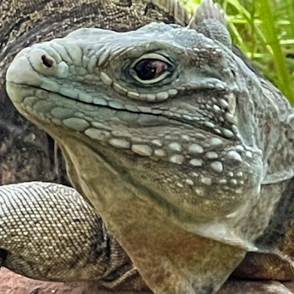 Texas Reptile Zoo | FM 20, Bastrop, TX 78602, USA | Phone: (512) 766-6030