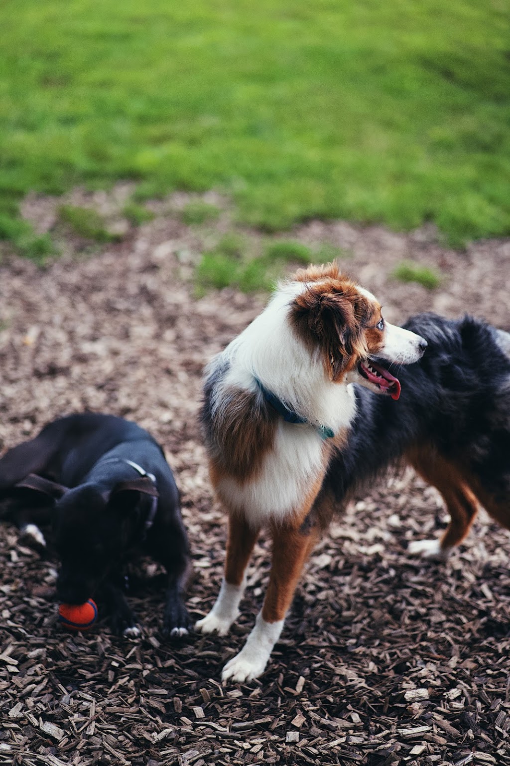 Freedom Run Dog Park | 2098 Turning Wheel Ln, Franklin, TN 37067, USA | Phone: (615) 791-3217