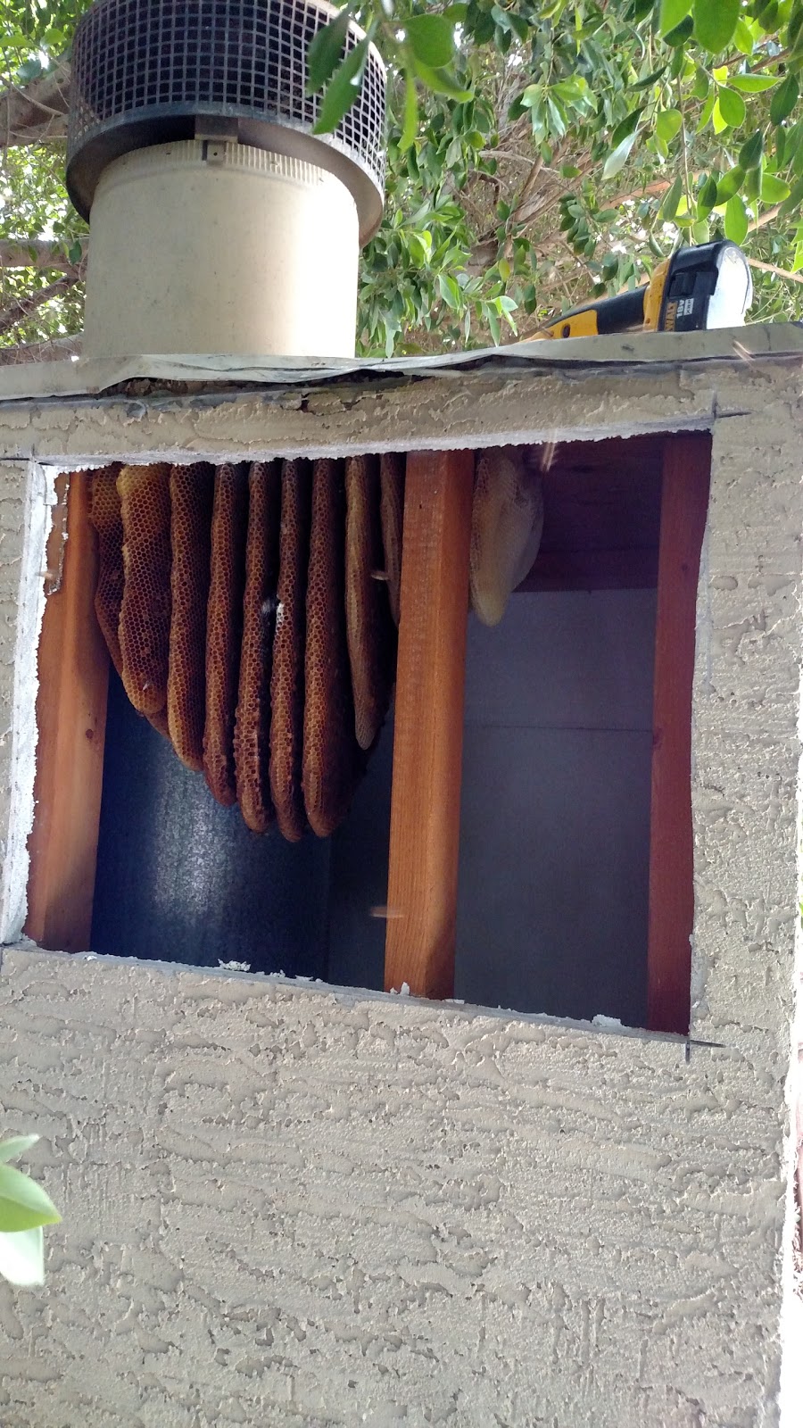 The Beehive Bee and Wasp Removal | 5227 W Harmont Dr, Glendale, AZ 85302 | Phone: (602) 600-5382