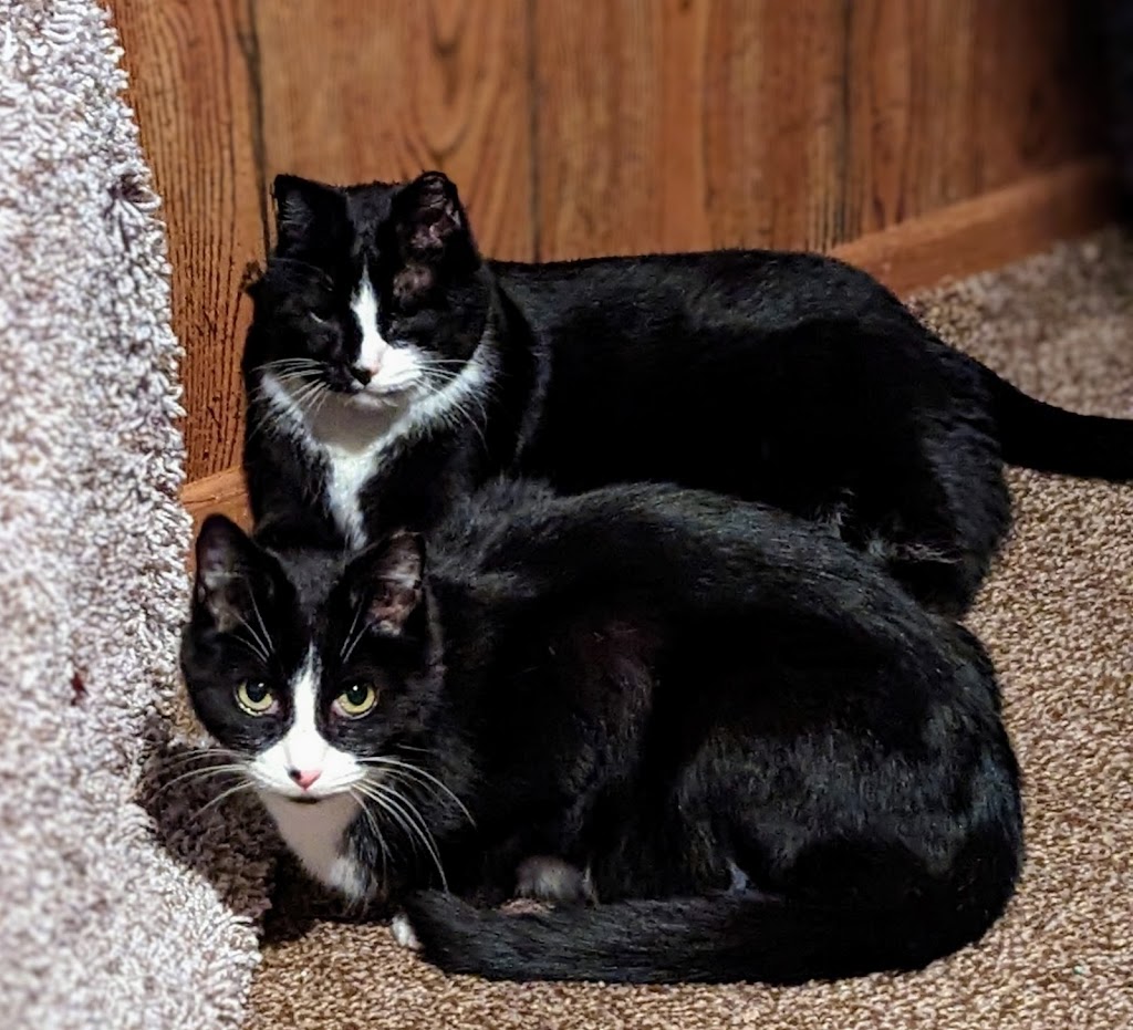 The Cat Company, Inc. | 1053 S Cleveland Massillon Rd, Akron, OH 44321, USA | Phone: (330) 664-6505