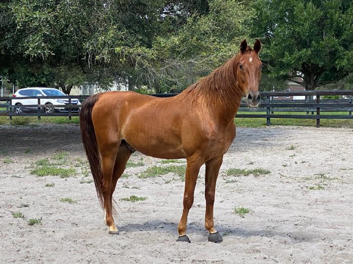 Licciardello Stables | 3007 Sunset Ln, Lutz, FL 33559, USA | Phone: (813) 951-1690