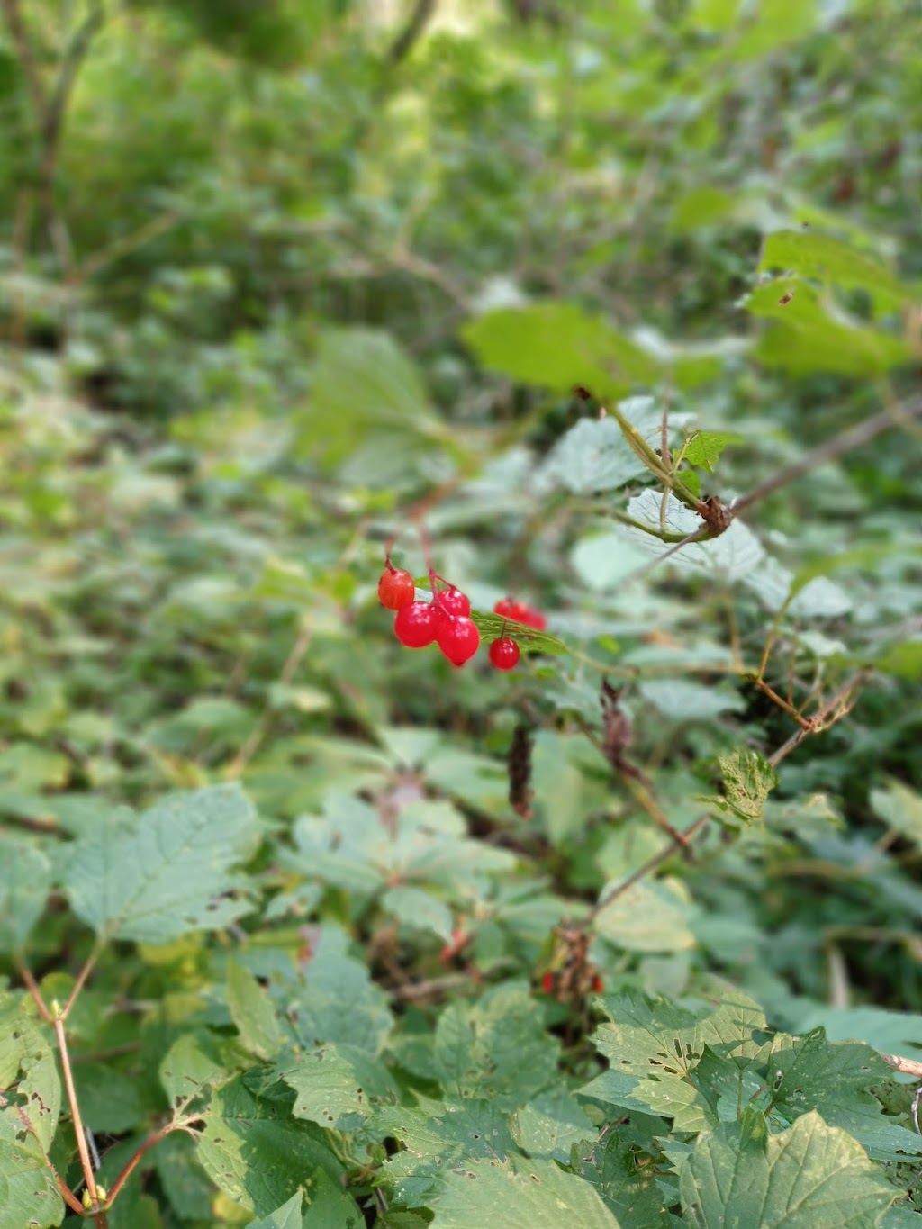 Dodge Nature Center Preschool | 1715 Charlton St, West St Paul, MN 55118, USA | Phone: (651) 455-4555