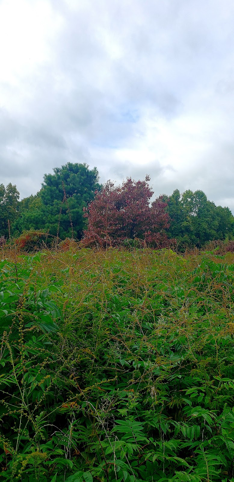 Cemetery Ridge Trail | Creekside Meadows Trail, Rockbridge, OH 43149, USA | Phone: (740) 969-8210