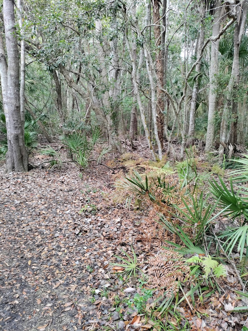 Werner-Boyce State Park Scenic Dr Trail Head | 10333 Scenic Dr, Port Richey, FL 34668, USA | Phone: (727) 816-1890