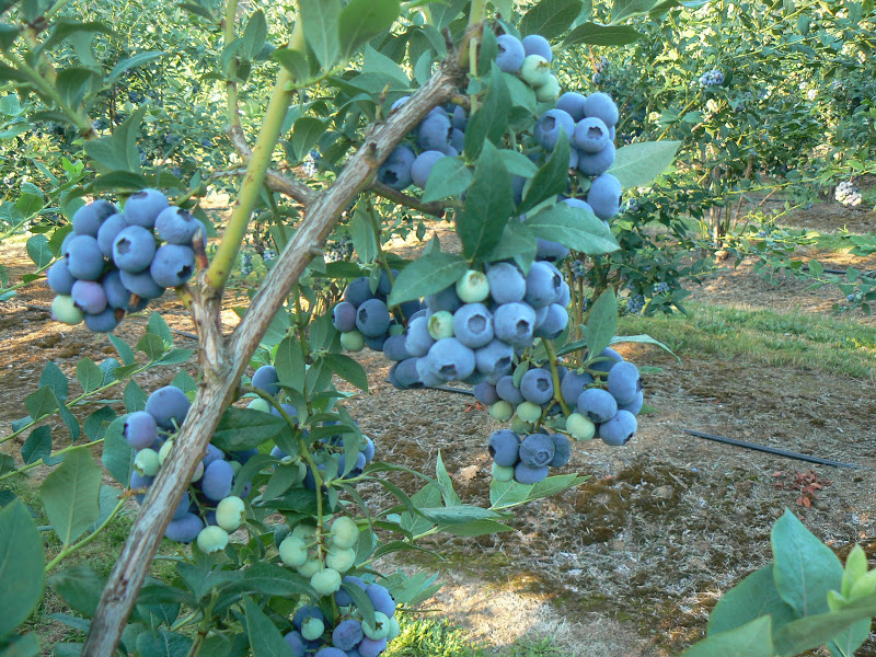 Redland Blueberry Farm | 18900 S Pear Rd, Oregon City, OR 97045, USA | Phone: (503) 631-4141