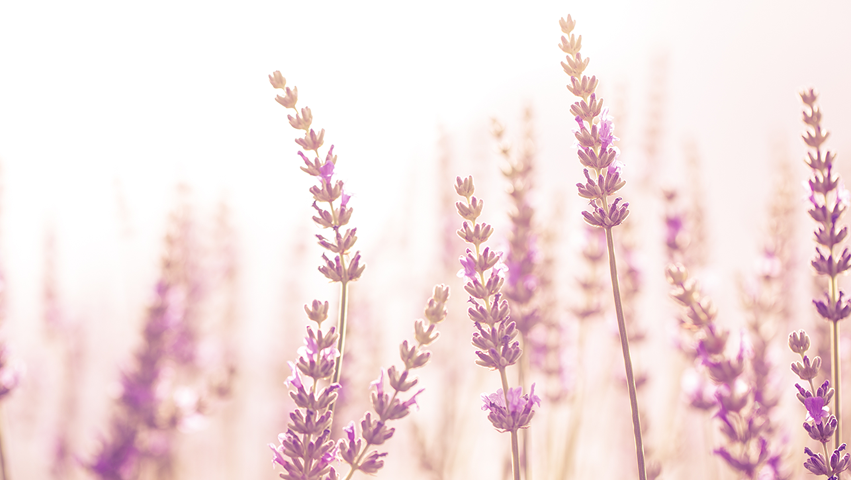 Natural Health Haven LLC | 2625 Alvarado Ln N, Plymouth, MN 55447, USA | Phone: (763) 607-2560