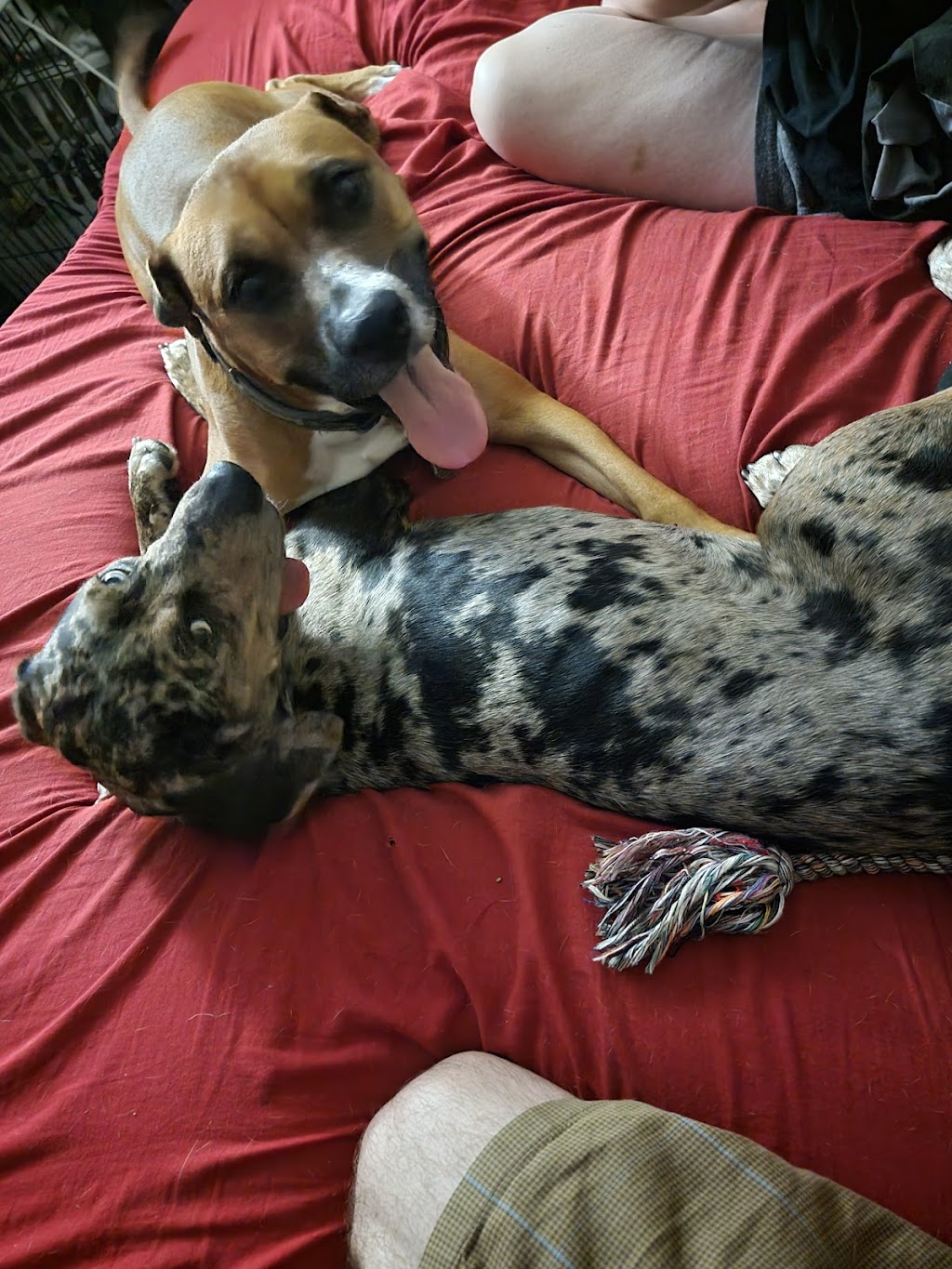 Genesee County Animal Shelter | 3841 W Main Street Rd, Batavia, NY 14020, USA | Phone: (585) 343-6410