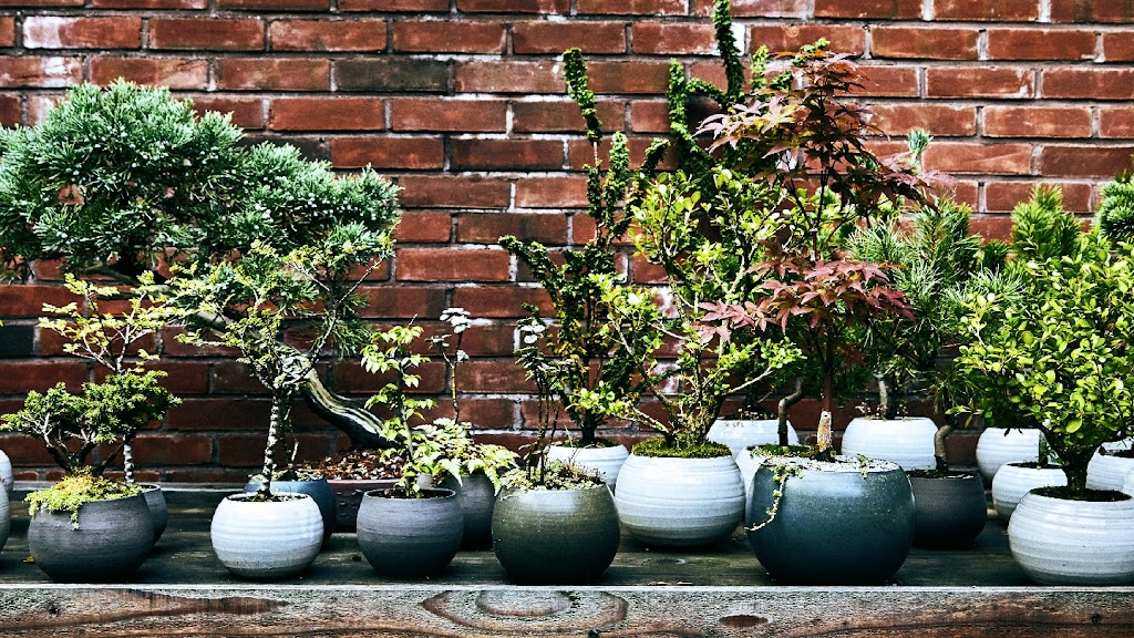 Bonsai Shop by Dandy Farmer | 14 Clermont Ave, Brooklyn, NY 11205, USA | Phone: (646) 481-4423