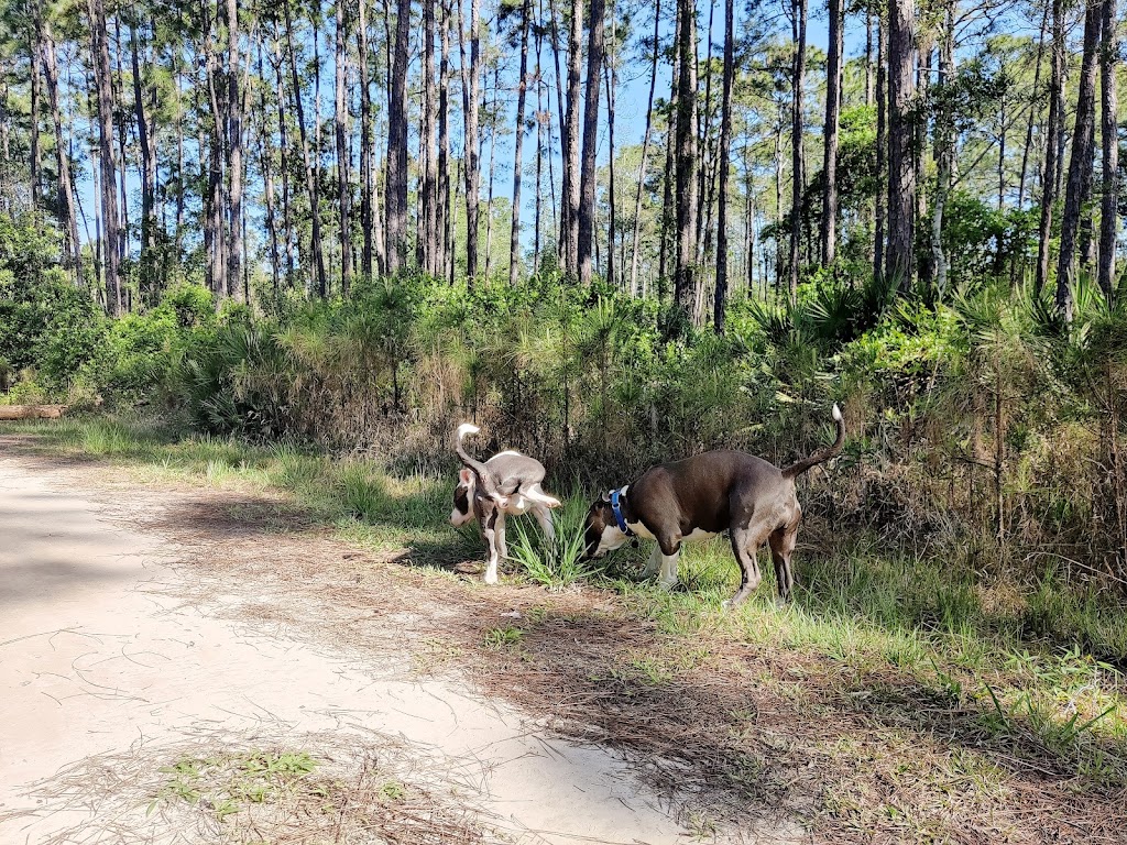 Twelve Mile Swamp Conservation Area | 1400-1470 Charles Usinas Memorial Hwy, St. Augustine, FL 32084, USA | Phone: (386) 329-4404