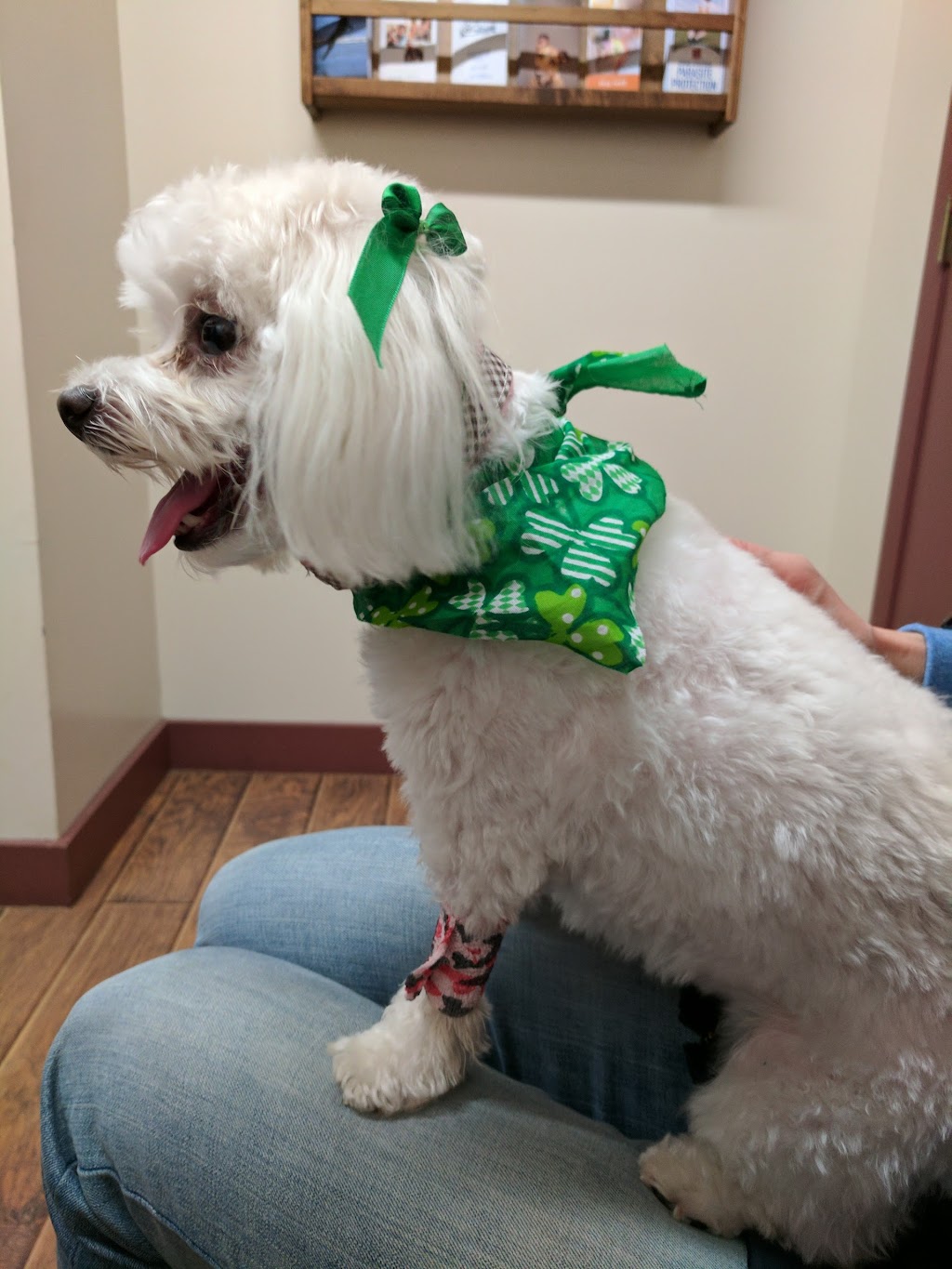 Hometown Veterinary Services | 7375 Middlebranch Ave NE, Canton, OH 44721, USA | Phone: (330) 305-6500