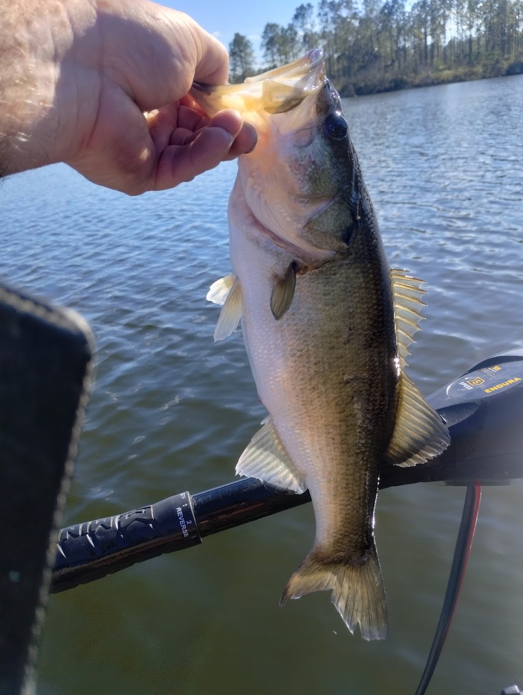 Tenoroc Public Use Area | 3755 Tenoroc Mine Rd, Lakeland, FL 33805, USA | Phone: (863) 606-0093