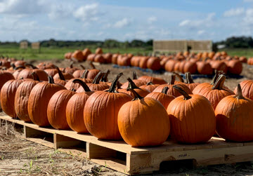 Ever After Farms Fall Festival and U-Pick Peaches & Flowers | 4455 Dixie Way, Mims, FL 32754, USA | Phone: (321) 269-9502