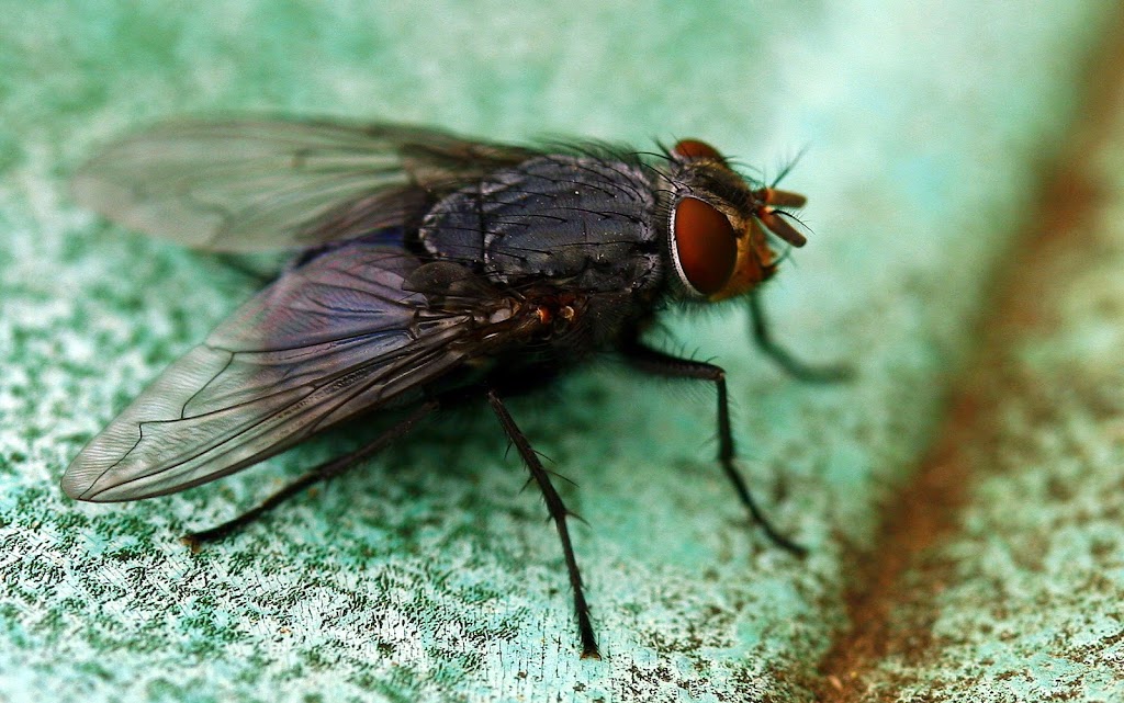 Arsenal Exterminating | 21467 E Sunset Dr, Queen Creek, AZ 85142, USA | Phone: (480) 232-4631