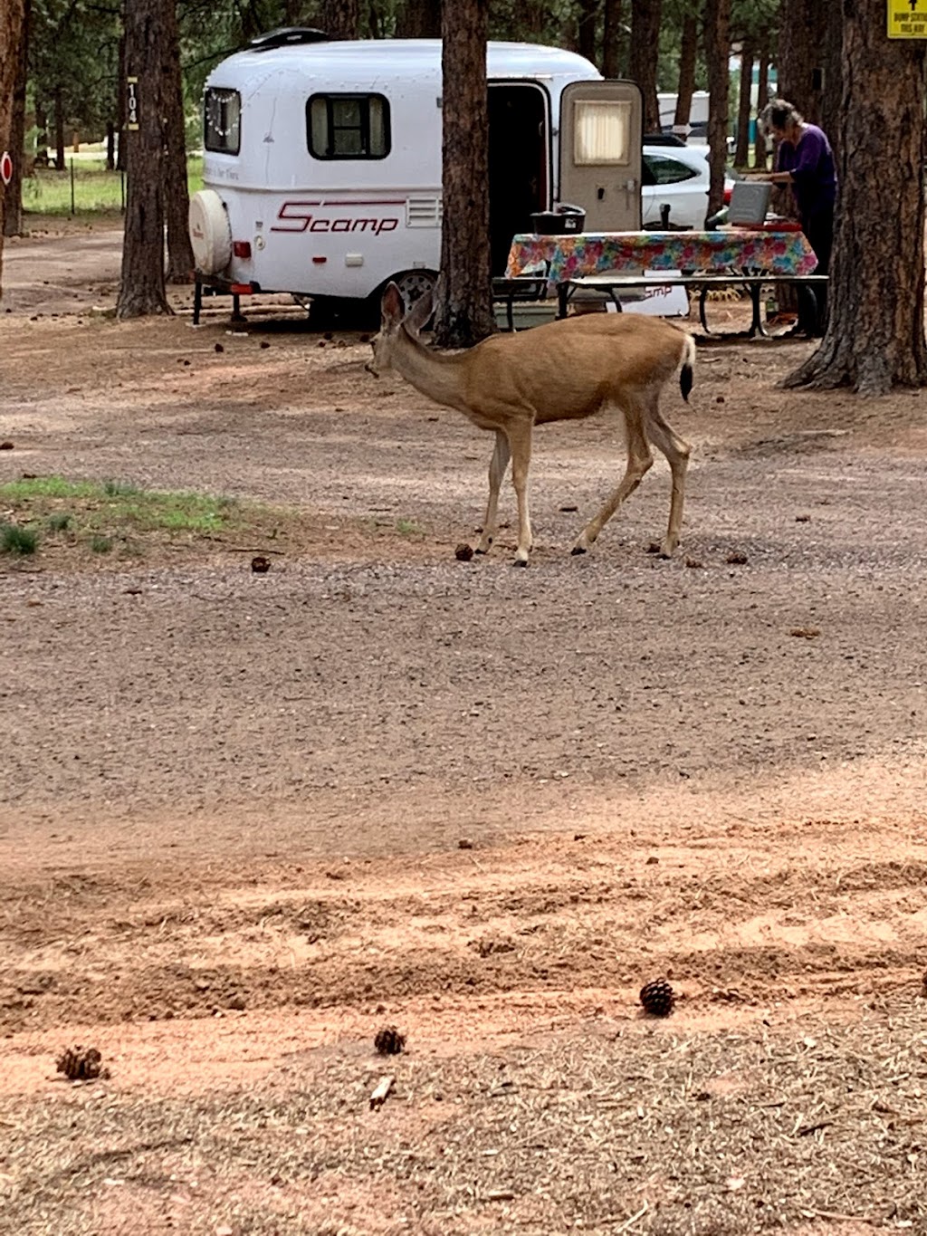 Diamond Campground Inc. | 900 CO-67, Woodland Park, CO 80863, USA | Phone: (719) 687-9684