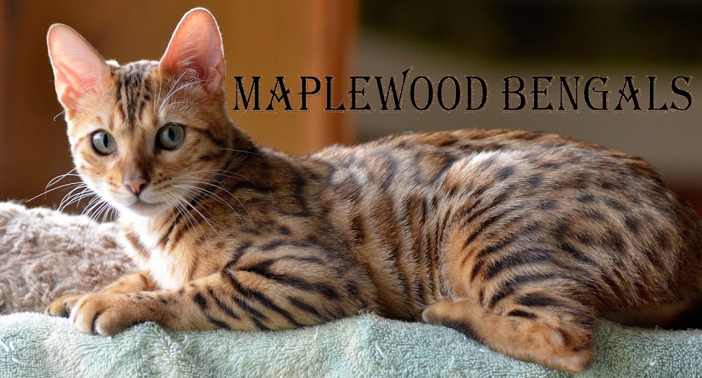 Maplewood Bengals | 1564 Cain Rd, Angola, NY 14006, USA | Phone: (716) 337-3422
