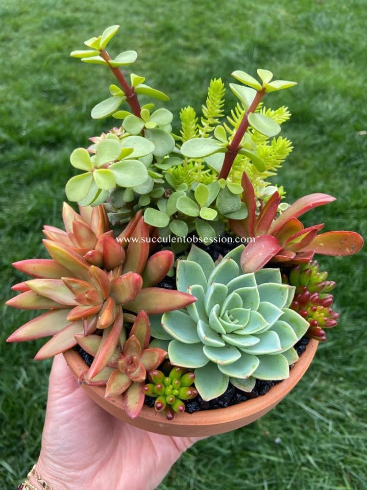 Succulent Obsession | 2010 Fernbank Ct, Fairfield, CA 94534 | Phone: (707) 803-2269