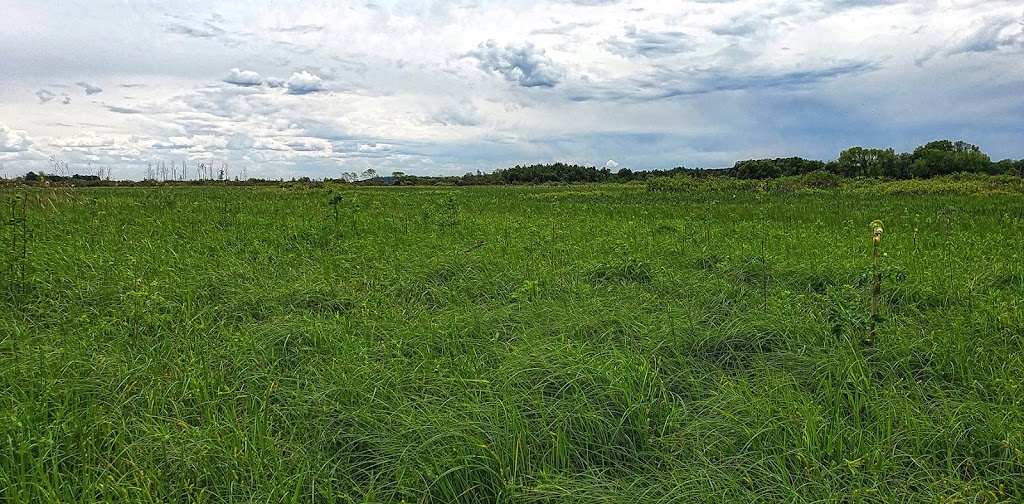 Sugar River Wetlands State Natural Area | Verona, WI 53593, USA | Phone: (888) 936-7463