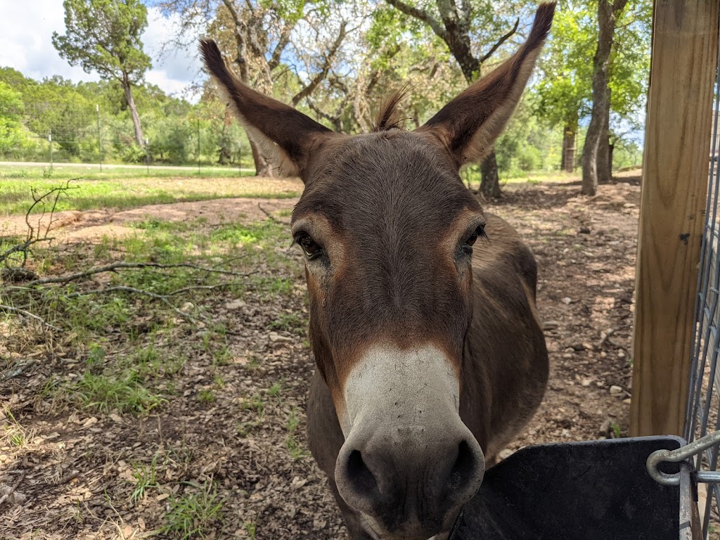 Thirsty Mule Winery & Vineyard / Distillery | 101 Co Rd 257, Liberty Hill, TX 78642, USA | Phone: (512) 778-5990