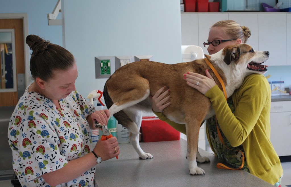 Arvada West Veterinary Hospital | 5736 Ward Way, Arvada, CO 80002, USA | Phone: (303) 467-0345