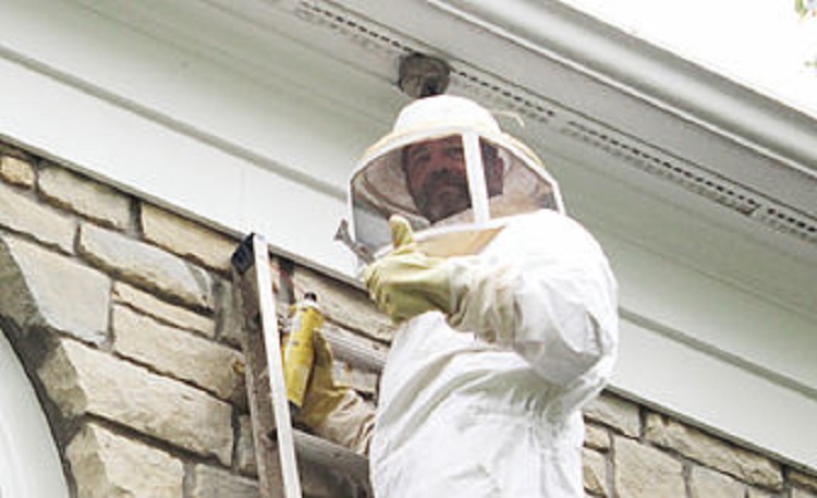 Richs Pest Control | 523 Flatt Terrace, Cincinnati, OH 45232, USA | Phone: (513) 293-0052