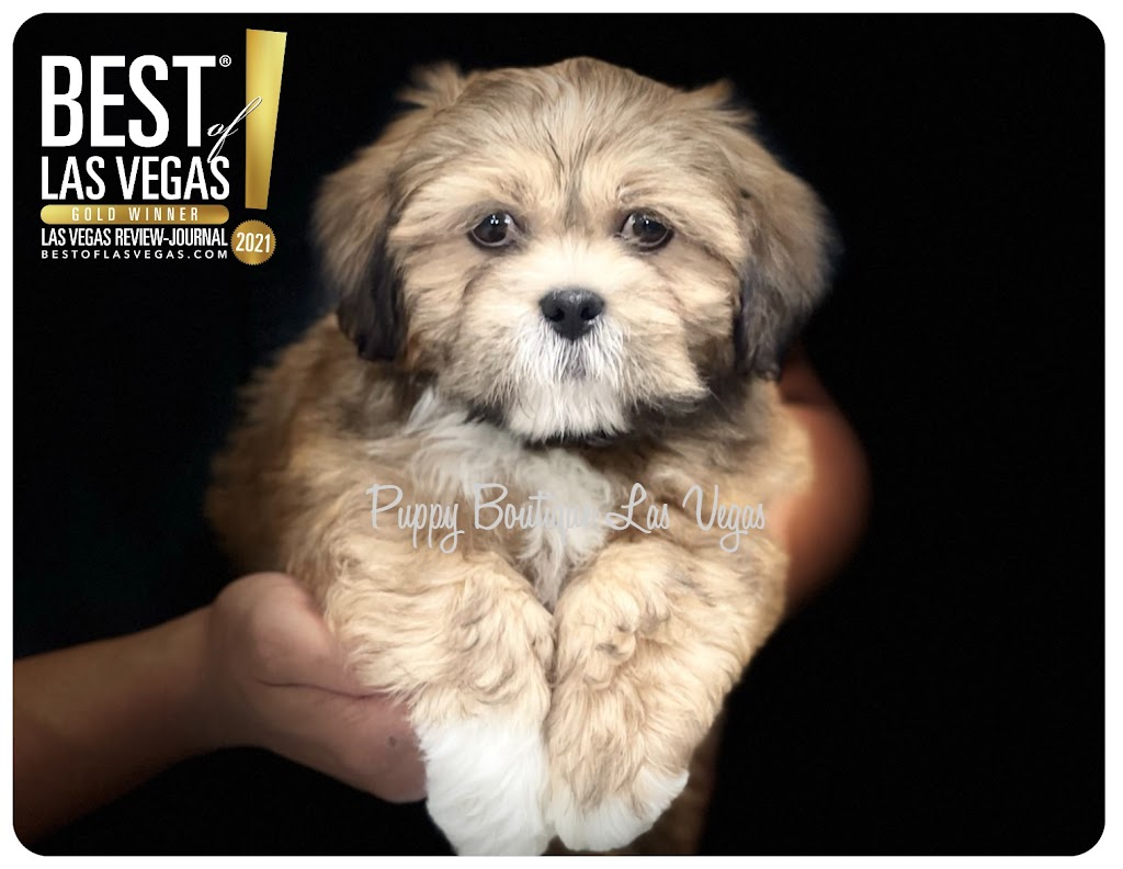 Puppy Boutique Las Vegas | 4343 N Rancho Dr #244, Las Vegas, NV 89130, USA | Phone: (702) 658-8820