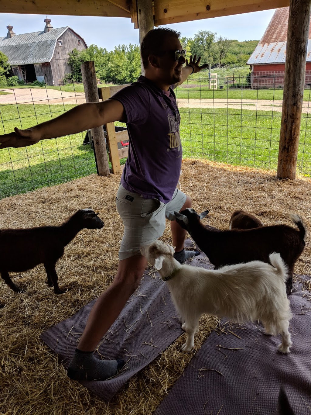 Have Ya Herd Goat Yoga & Corn Maze | 517 County Rd Ss, Roberts, WI 54023, USA | Phone: (612) 816-0722