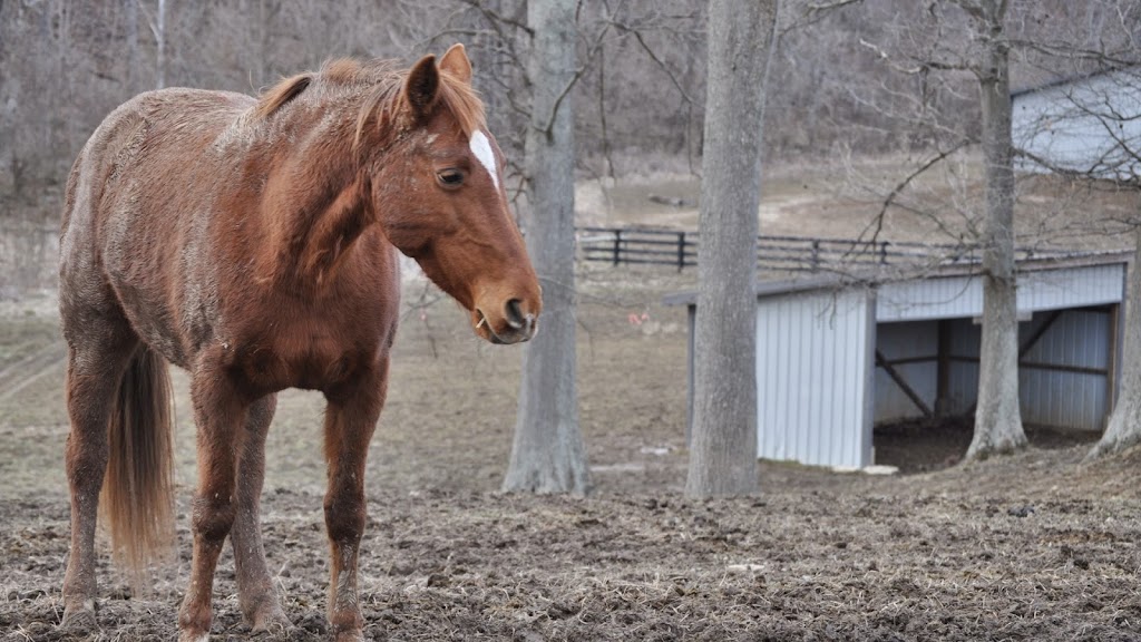 StoneRidge Stables | 13929 Morningview Rd, Alexandria, KY 41001, USA | Phone: (859) 694-1276