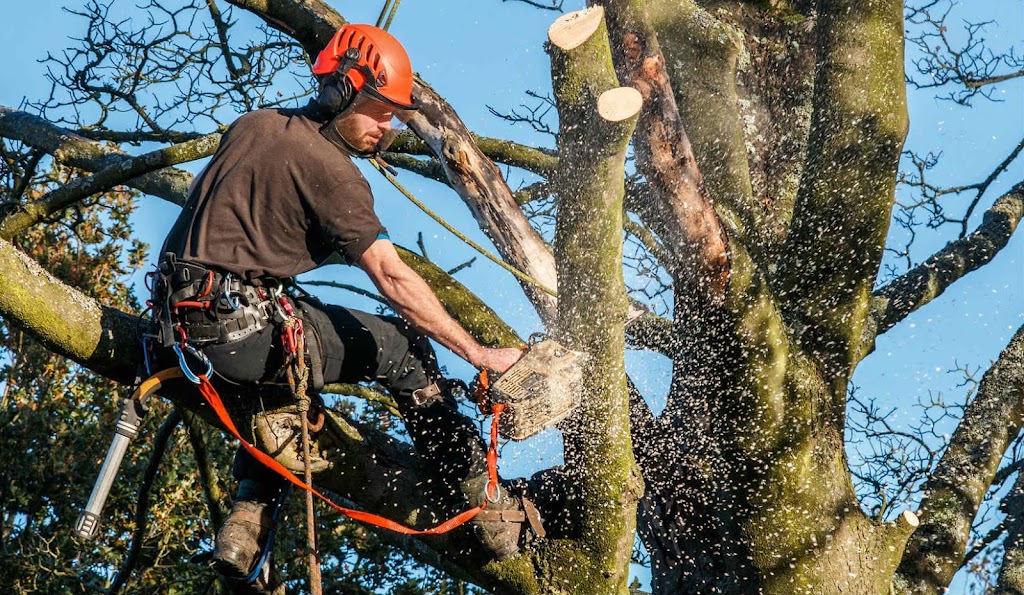 Whiskey Town Tree Service | 4408 Knoxville Ave, Peoria, IL 61614 | Phone: (309) 322-7862