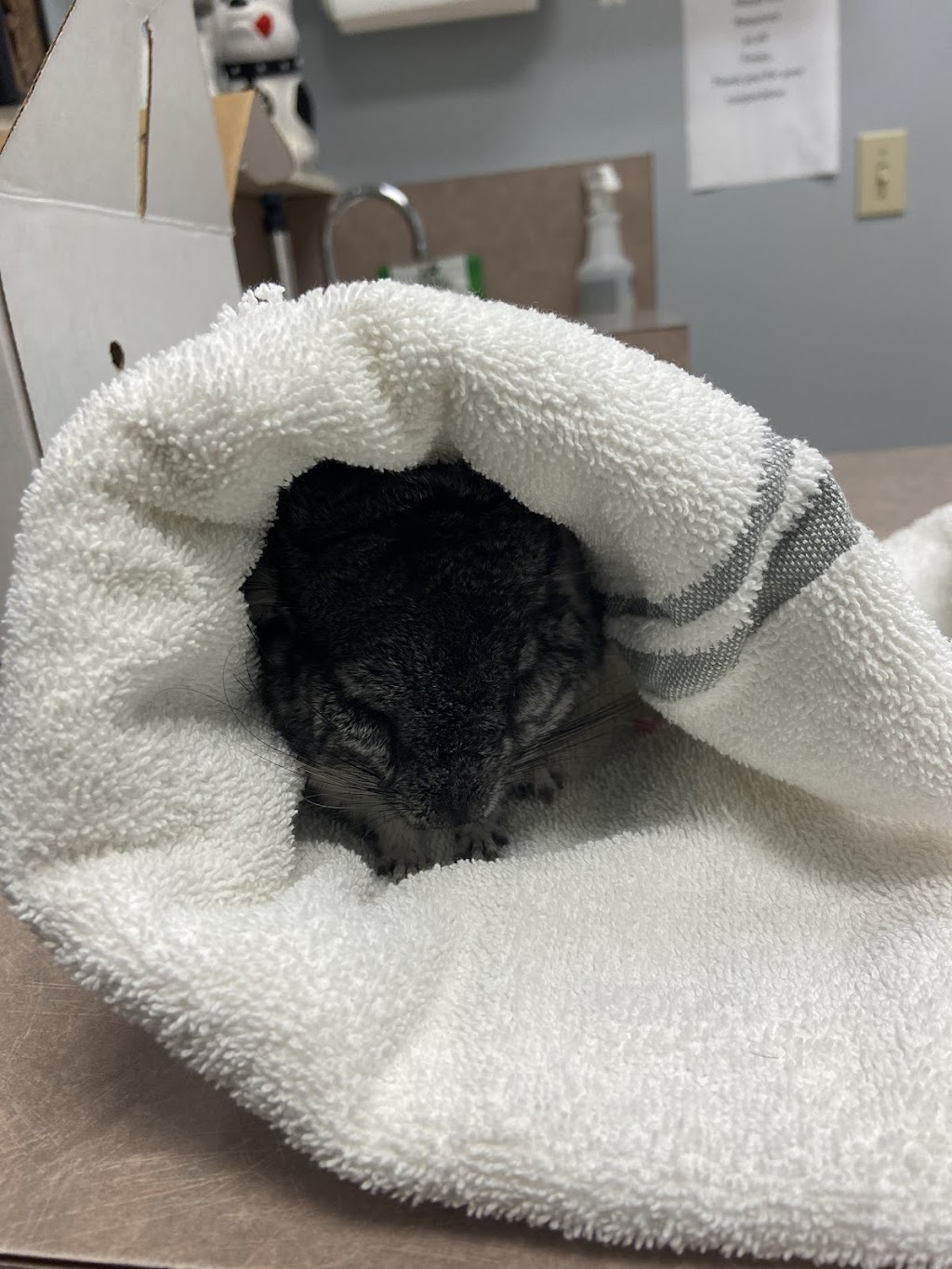 PetSmart Corporate Office | 19601 N 27th Ave, Phoenix, AZ 85027, USA | Phone: (888) 839-9638