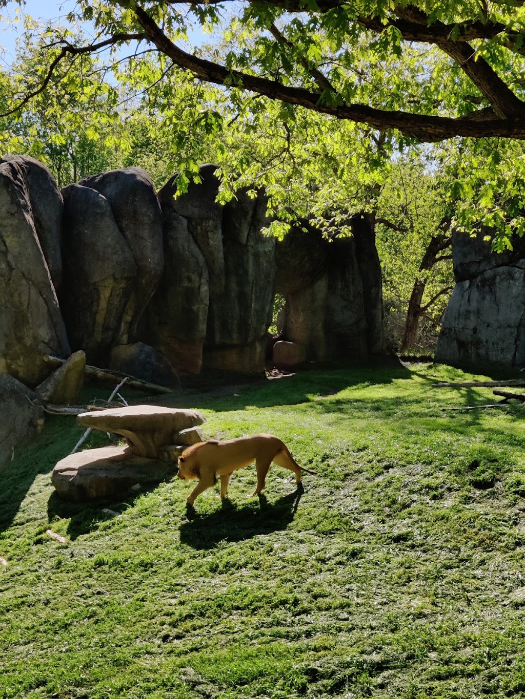 African Lion Habitat | Asheboro, NC 27205, USA | Phone: (800) 488-0444