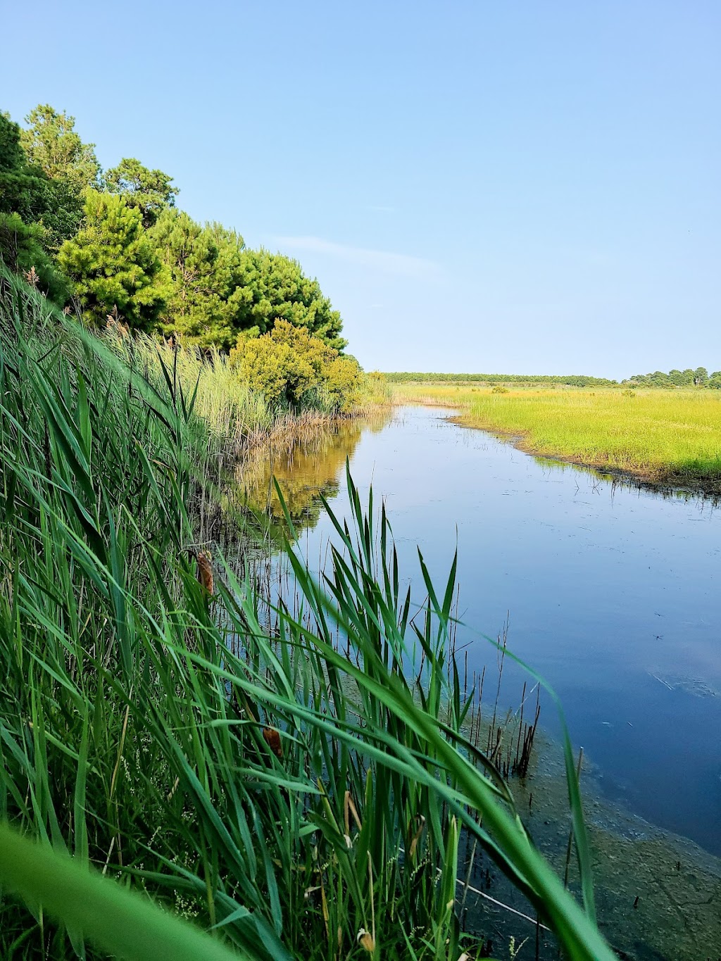 Princess Anne Wildlife Management Area Beasely Tract | Munden Rd, Virginia Beach, VA 23457, USA | Phone: (757) 323-1581