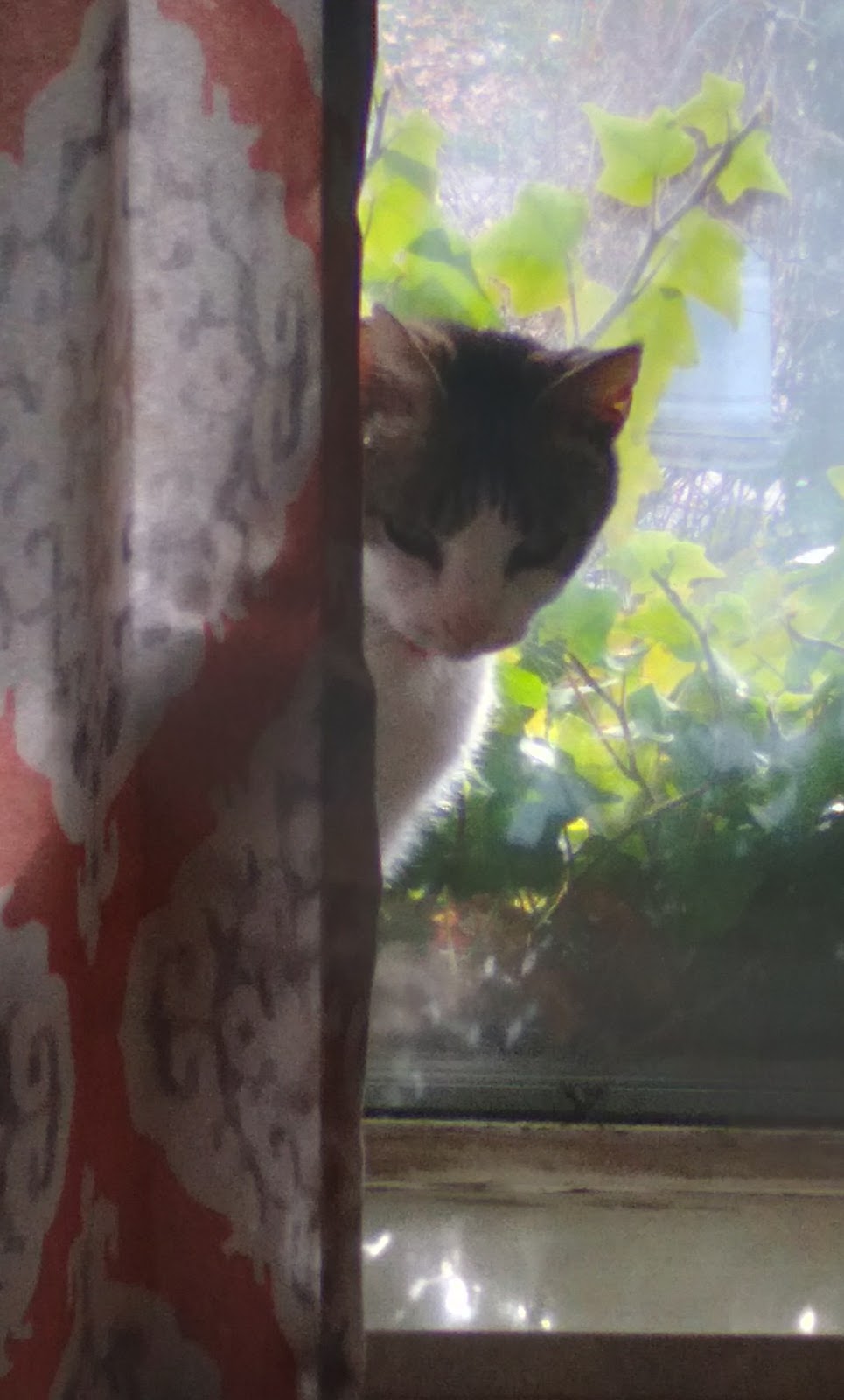 Animal Medical Center Uniontown | 783 Morgantown Rd, Uniontown, PA 15401, USA | Phone: (724) 438-8554