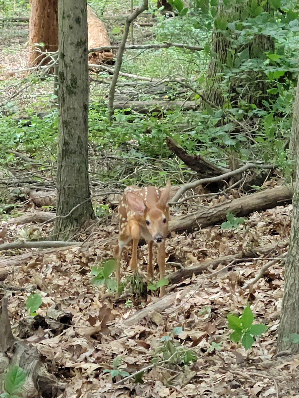 OBannon Woods State Park | 7234 Old Forest Rd, Corydon, IN 47112, USA | Phone: (812) 738-8232