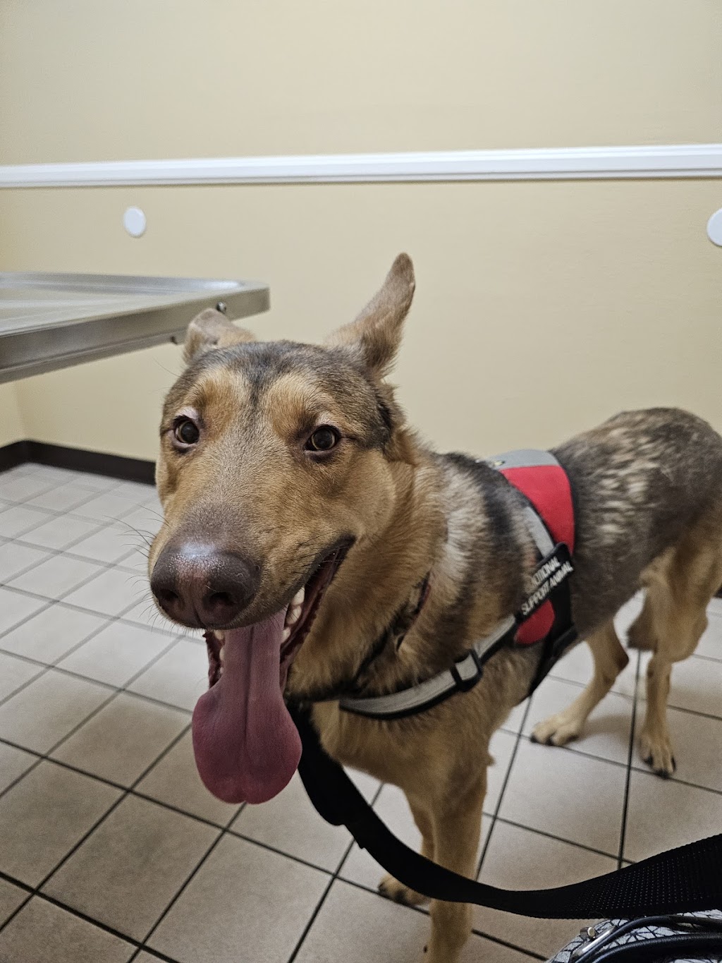 North Valley Veterinary Center And Boarding | 43619 Sierra Hwy, Lancaster, CA 93534, USA | Phone: (661) 945-7906