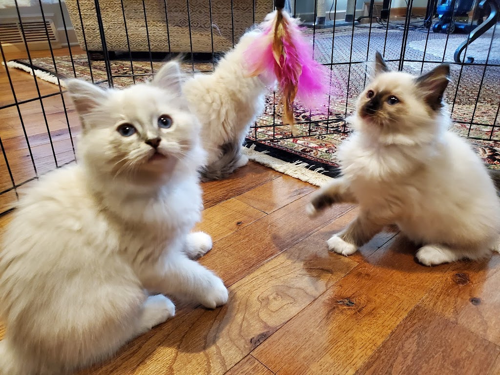 Purr Avida Ragdolls | 4703 S Jasper St, Aurora, CO 80015, USA | Phone: (303) 594-0043