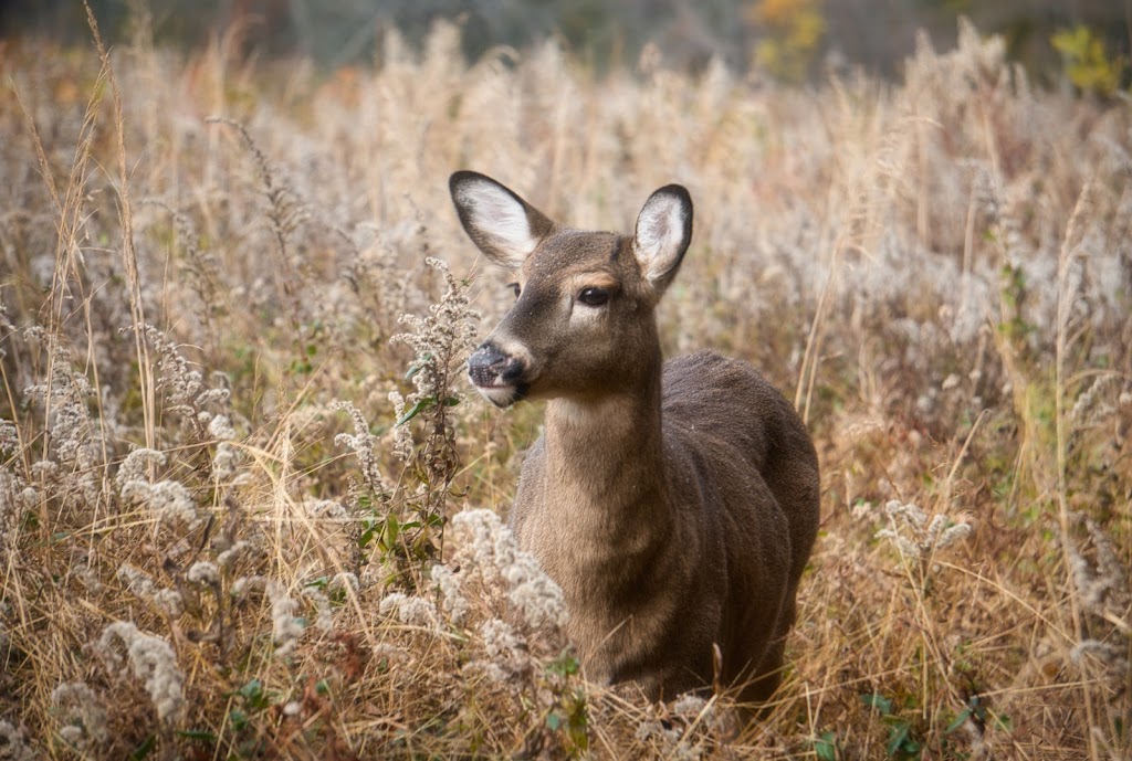 Marshlands Conservancy | 220 Boston Post Rd, Rye, NY 10580, USA | Phone: (914) 835-4466