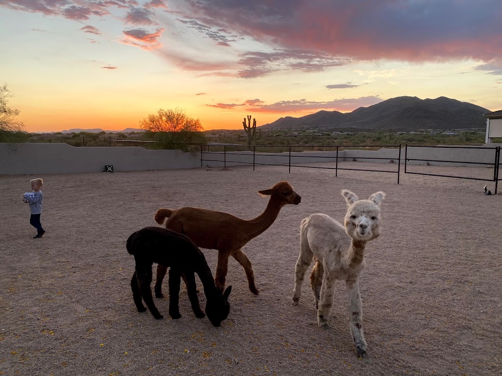 Cactus Hills Alpaca Farm | 40406 N 6th Ave, Phoenix, AZ 85086, USA | Phone: (503) 997-8120